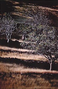 Image description is not available for 1984.040